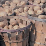 В прошлом году волыняне экспортировали картофеля на 300 миллионов