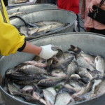 Арендаторы водоемов получили места для продажи свежей рыбы